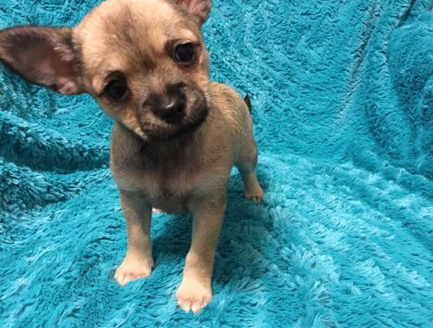 Chihuahua Potty Trained Chihuahua Puppies Looking for a New Home