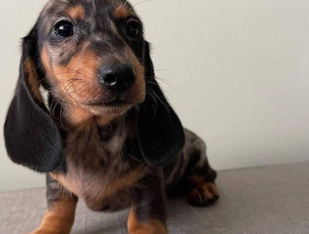 Dachshund Gorgeous Dachshund Puppies for rehoming