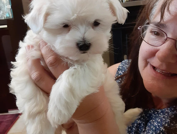 Maltese Hypoallergenic Teacup Maltese Puppies Looking for a New Home