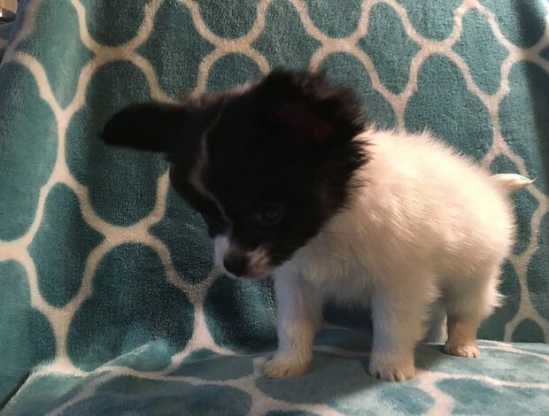 Papillon Adorable Papillon puppies