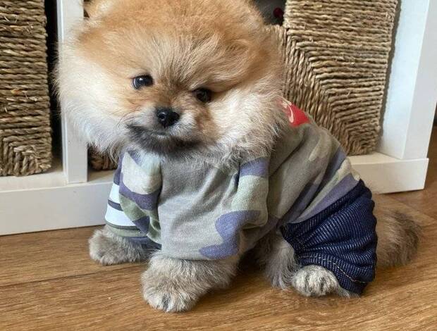 Pomeranian Beautiful Pomeranian Puppies For Sale.