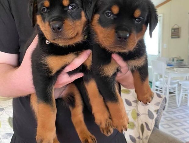 Rottweiler Home Raised Rottweiler Puppies