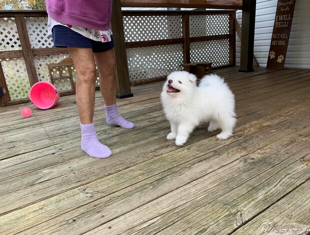 Samoyed Adorable And Cute Little Samoyed Puppies