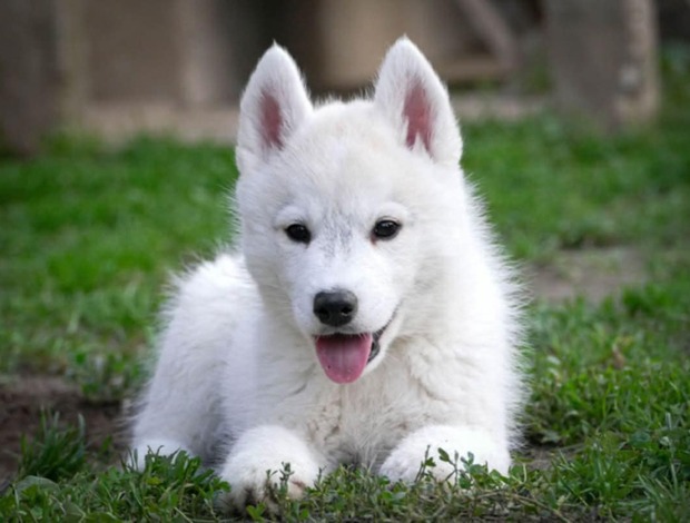 Siberian Husky Siberian Husky male puppy