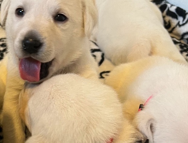 Labrador Retriever AKC Labrador Retriever Puppies