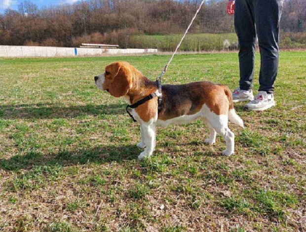 Beagle Beagle