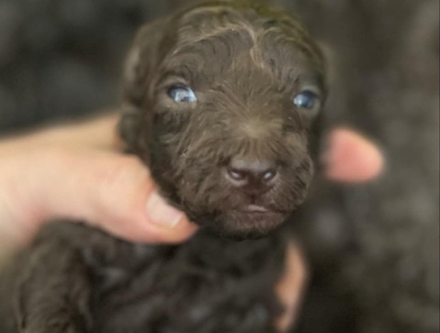 Poodle Poodle Puppies for Sale