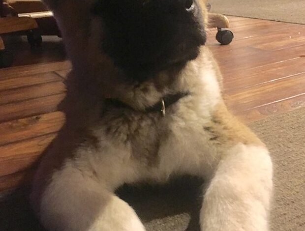American Akita Healthy Male And Female American Akita Puppies Available