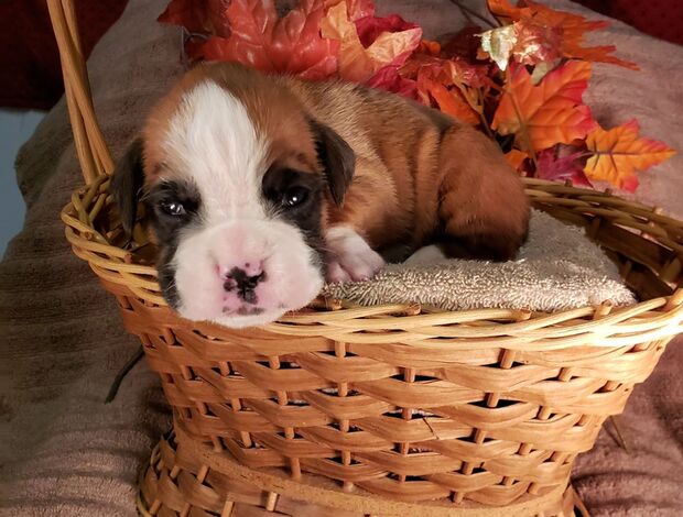 Boxer Healthy, Adorable Boxer Puppies Available