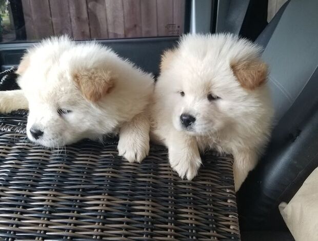 Chow Chow Affectionate Chow Chow Puppies For Rehoming