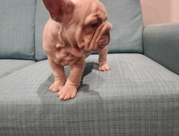 French Bulldog Amazing French Bulldog Puppies