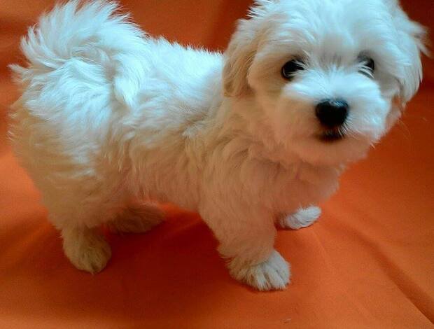 Maltese Hypoallergenic Teacup Maltese Puppies Looking for a New Home