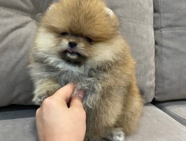 Pomeranian Beautiful Pomeranian Puppies For Sale.