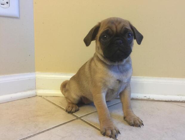 Pug Pug Puppies Available For New Homes