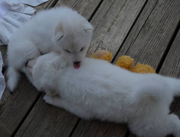 Samoyed Adorable And Cute Little Samoyed Puppies