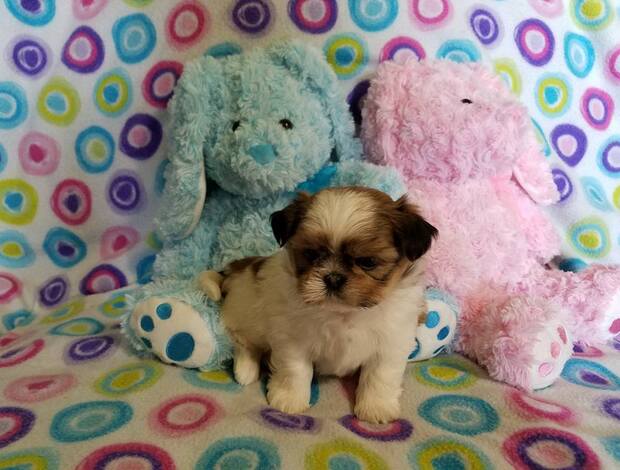 Shih Tzu Adorable Shih Tzu Puppies