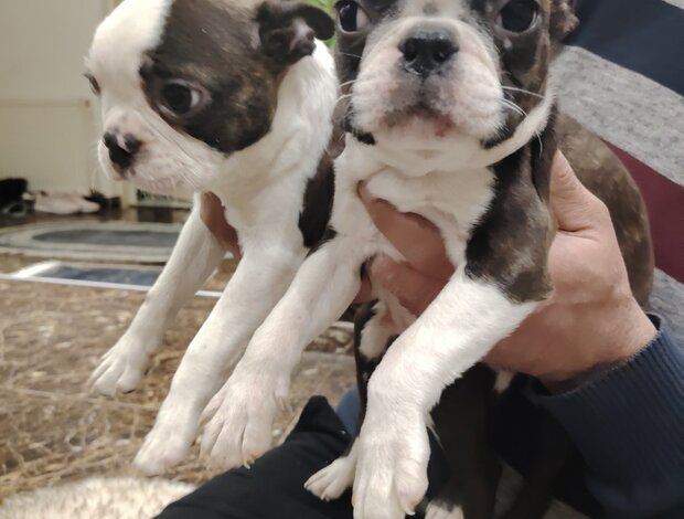 Boston Terrier Boston terrier puppies