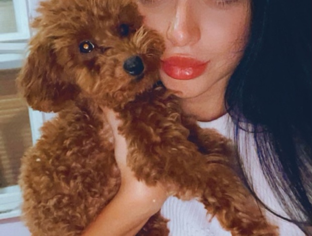 Poodle Red Toy Poodle puppies for sale