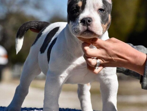 American Bulldog American Bullies for Sale
