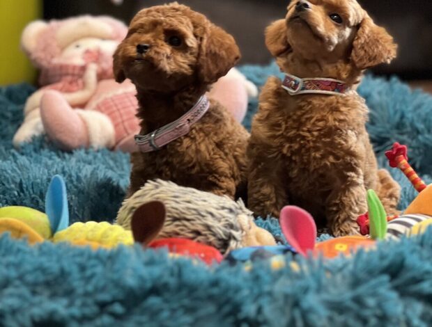 Poodle Toy Poodle puppies