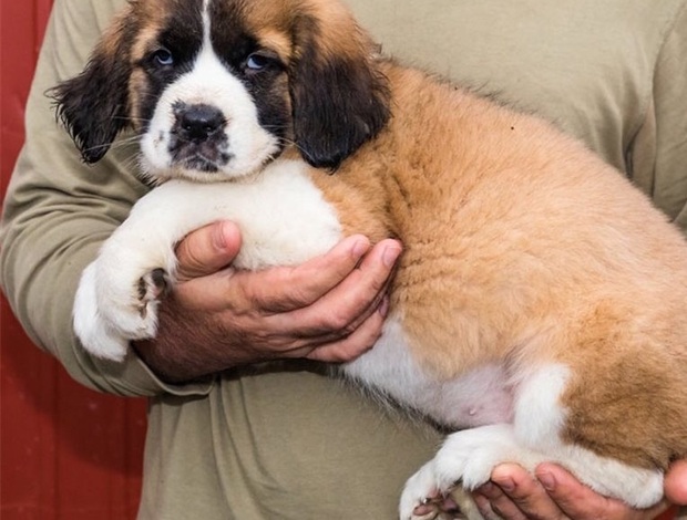 St Bernard I have two saint bernard puppies for adoption