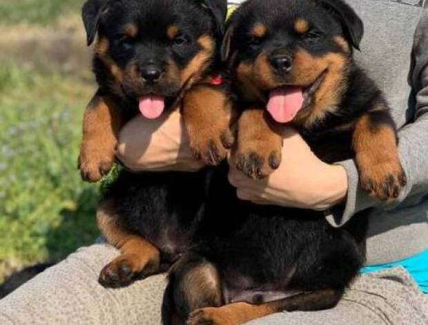Rottweiler Super adorable Rottweiler  Puppies