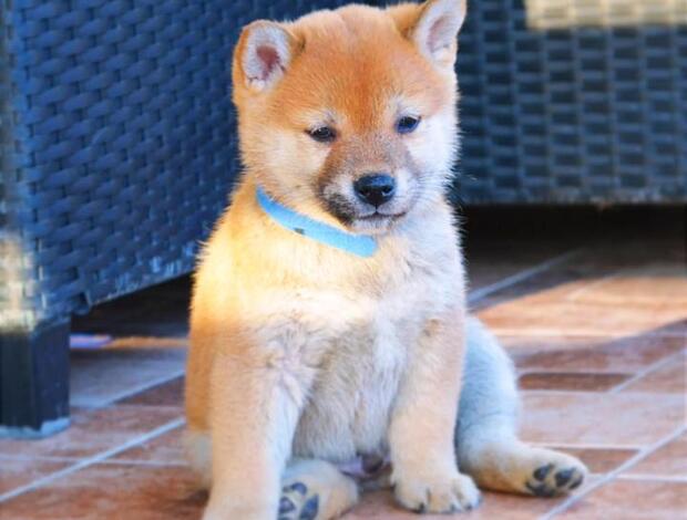 Shiba Inu Shiba Inu puppies