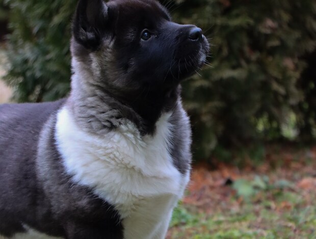 American Akita American Akita puppies