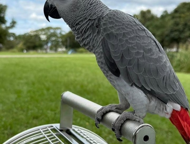 African Grey Parrot African grey parrots