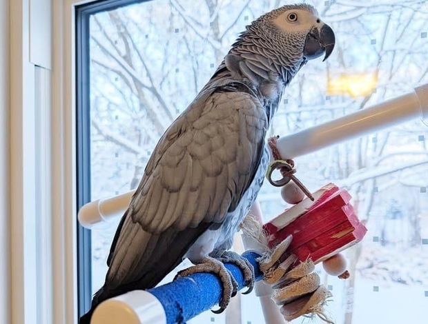 African Grey Parrot African Grey Parrots