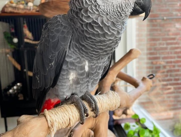 African Grey Parrot African Grey Parrot