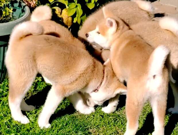 Akita Inu Japanese Akita Inu puppies