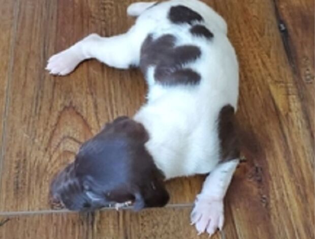 German Shorthaired Pointer German Shorthaired Pointer