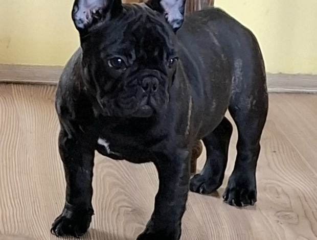 French Bulldog French Bulldog puppies for sale
