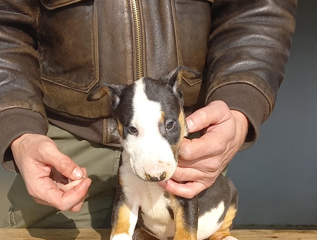 Bull Terrier Standard Bull Terrier puppies