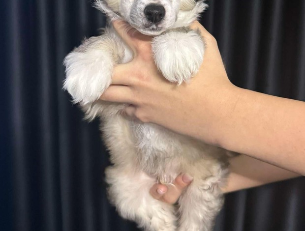 Chinese Crested Dog Chinese Crested Dog Puppies