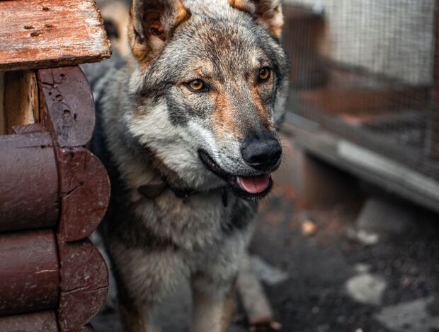 Czechoslovak Wolfdog Czechoslovakian Wolfdog Puppies