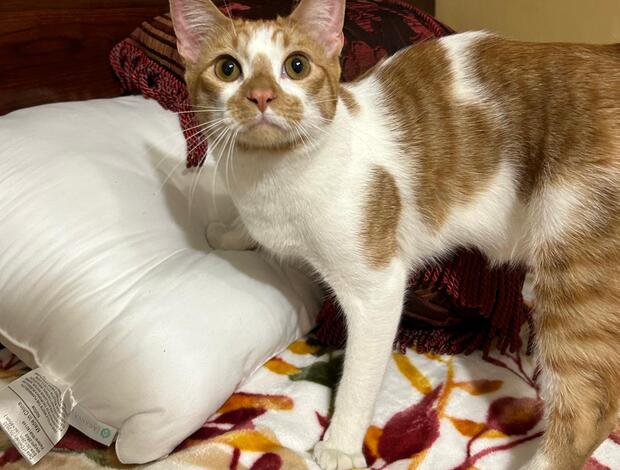 Other Harlequin Tabby Domesticado