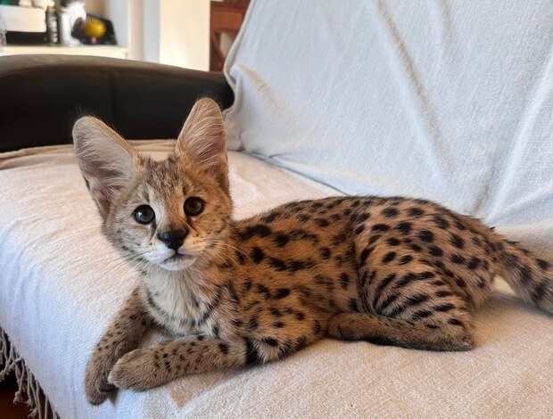 Serval African Serval Kittens Available