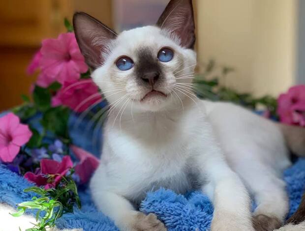 Balinese Hypoallergenic Balinese Kittens Available