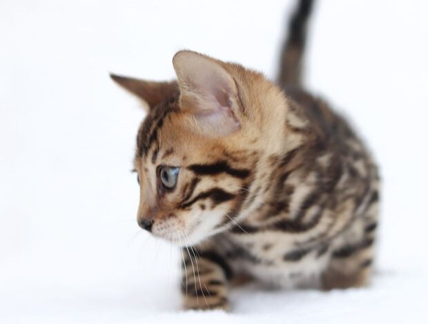Bengal Beautiful Bengal Kittens