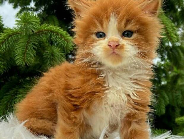 Maine Coon Lovely Maine Coon Kittens Ready for New Homes