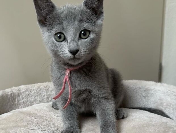 Russian Blue Rare Russian Blue Kittens Available