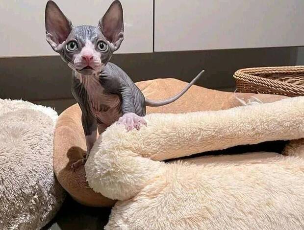 Sphynx Sphynx Kittens for their new homes