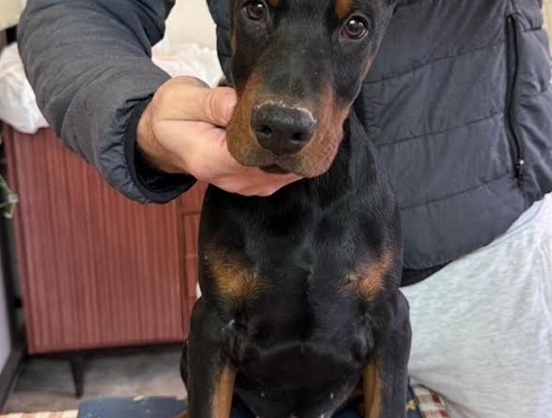 Doberman Pinscher Doberman