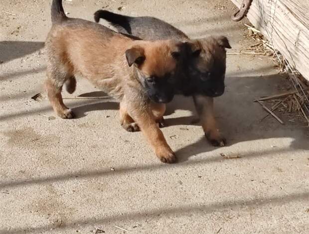 Belgian Shepherd Dog (Malinois) Belgian Malinois Shepherd puppies
