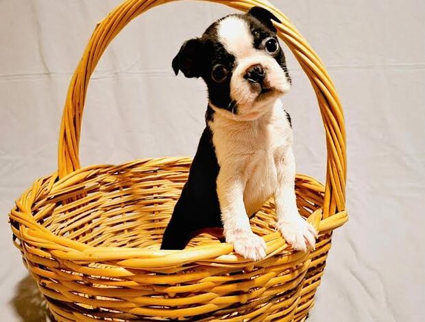 Boston Terrier Boston Terrier puppies of champion bloodlines