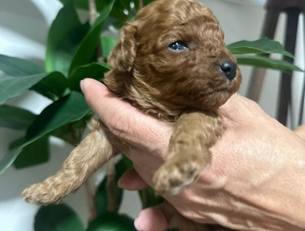 Poodle Miniature poodle puppies