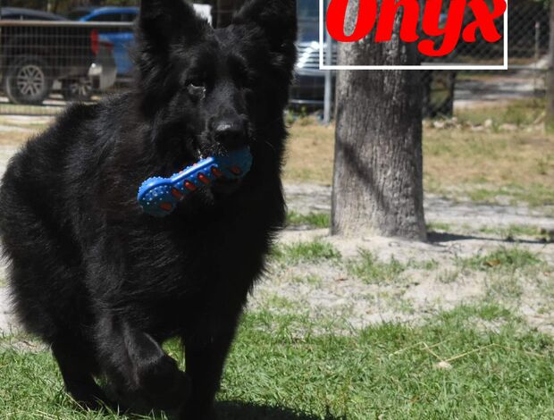 German Shepherd Dog Onyx! Stunning All Black Male German Shepherd