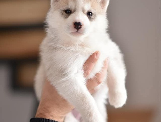 Siberian Husky Siberian Husky puppies